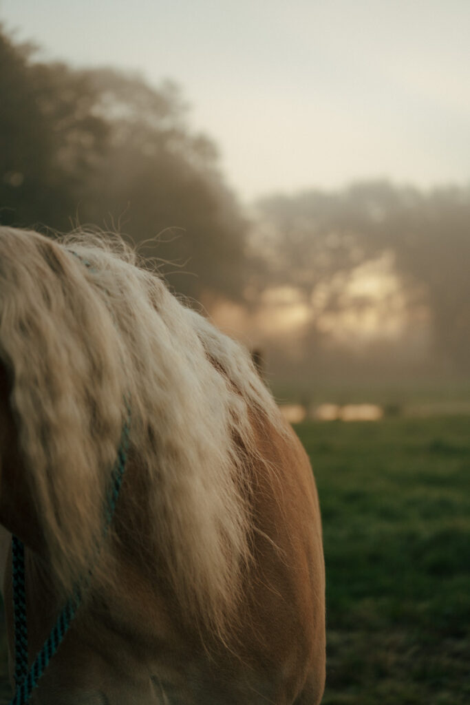 Tijdens hun eerste fotoshoot samen, straalden Sanne en haar paard Stan pure harmonie uit. Dankzij een geduldige en ontspannen aanpak, creëerde Alina een fijne sfeer waarin zowel mens als paard zich op hun gemak voelden. Sanne vertelt: "De foto's geven de connectie tussen Stan en mij prachtig weer." Met elke blik en beweging werd hun bijzondere band in cinematische beelden vastgelegd. Een verhalende fotoshoot zoals deze is een herinnering voor het leven, waarbij je elke emotie opnieuw kunt beleven.